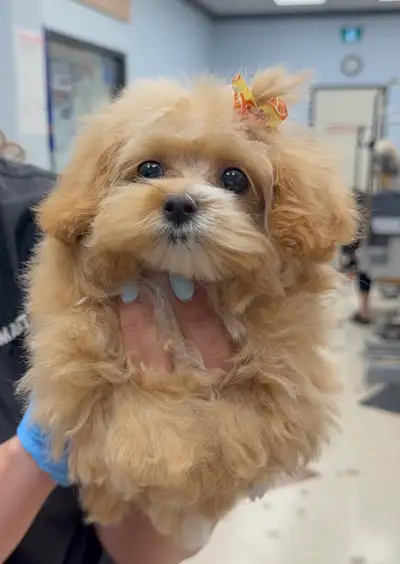 Tiny Female Maltipoo Puppy – 4 Months Old – Sweet & Smart, View more