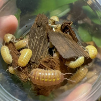 T+ Albino isopods 10 for $25