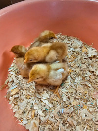 Brown egg layer chicks