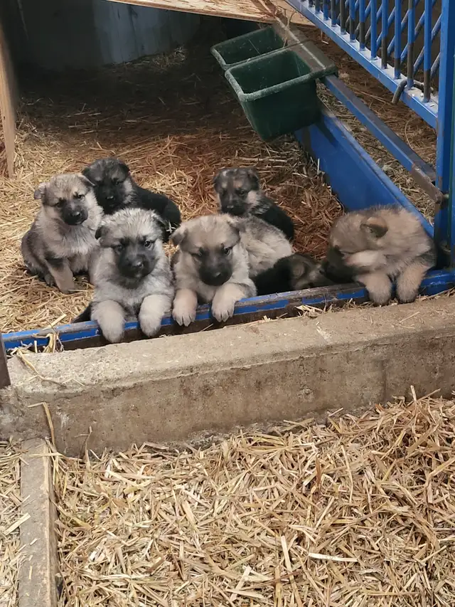 German Shephard puppies in Dogs & Puppies for Rehoming in Norfolk County - Image 7