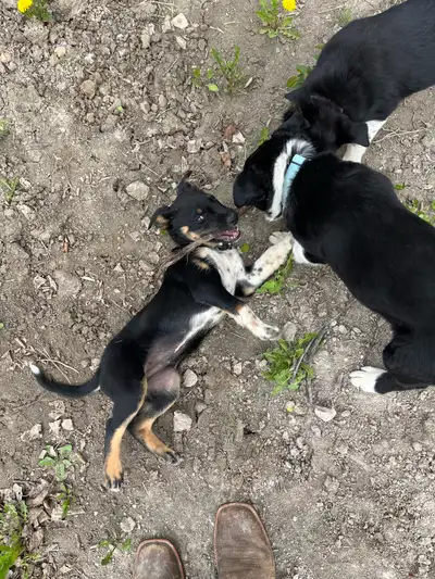 Border Collie / Blue Healer / Kelpie puppy for sale. he is friendly, playful, ready to please and wi...