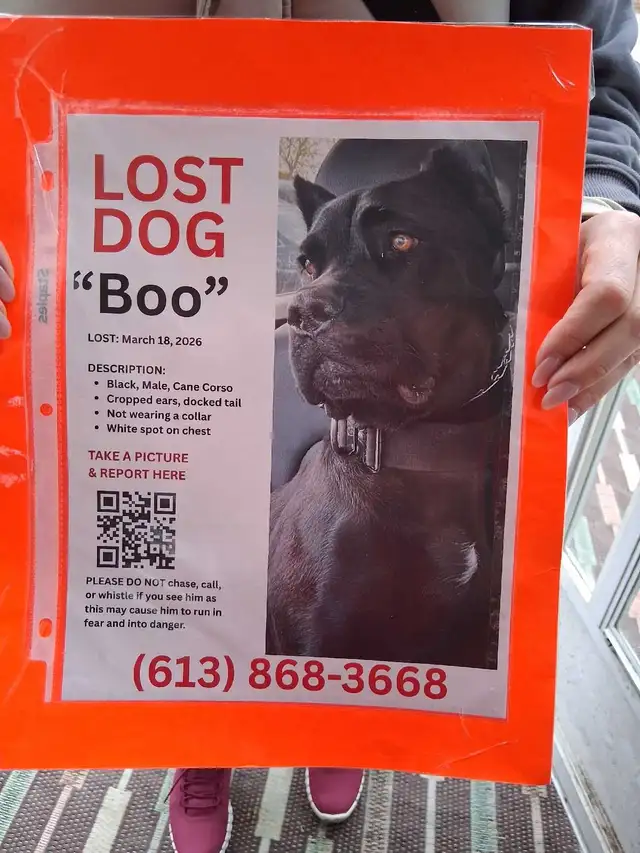 Lost dog.466417689108817920