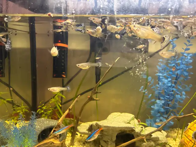Guppy Fish in Fish for Rehoming in Guelph - Image 2