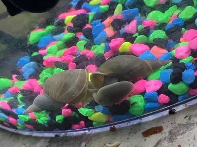 Great Pond Snails (Lymnaea stagnalis) - Indoor Aquarium Clean-Up, View more