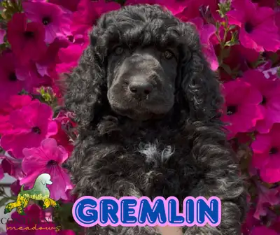 Standard Poodle Puppies, View more