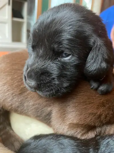 Goldador Puppies - 4 pups available!, View more
