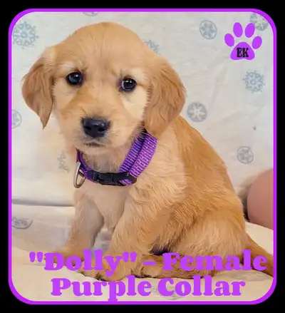 Only 1 Female Left!  Golden Retriever Puppies, View more