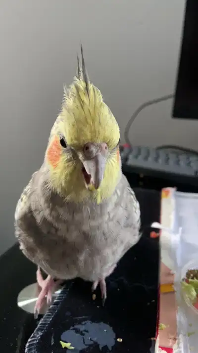 Cockatiel bird/ Cage, View more