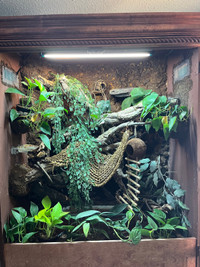 Crested Gecko and enclosure 