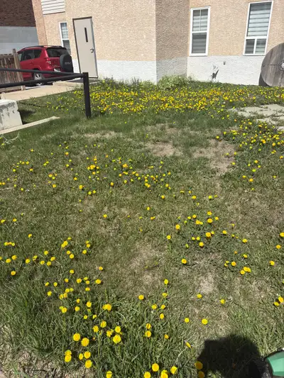 Professional Lawn Care Services Looking for dependable and high-quality lawn care? We provide profes...