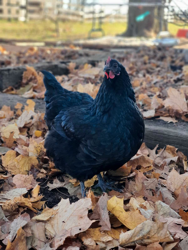 Chickens for sale $20 in Livestock in Chatham-Kent - Image 4