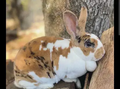 looking for Standard Rex, View more