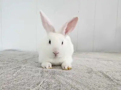 Female baby bunnies ready to go!, View more