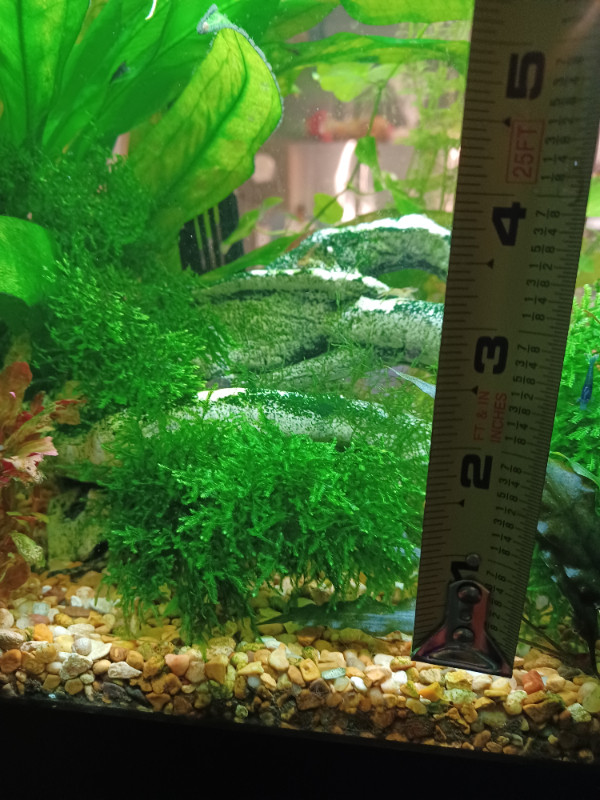 Live aquarium plants $5.00 each in Fish for Rehoming in Belleville - Image 2