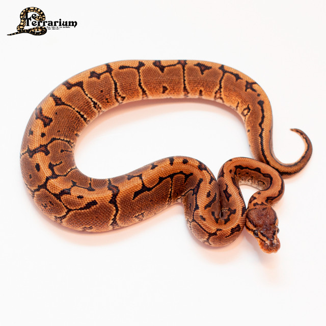 Python royal - Pinstripe - Mâle dans Reptiles et amphibiens à adopter  à Ville de Québec - Image 3