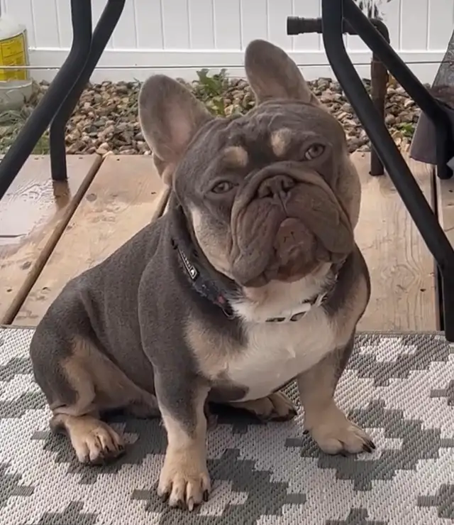 Lilac tans, Merle lilac tans, Platinum French Bulldogs in Dogs & Puppies for Rehoming in Mississauga / Peel Region - Image 7