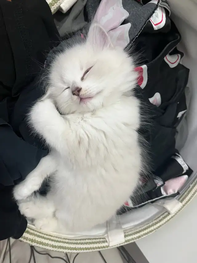 Rare Ragdoll Kitten