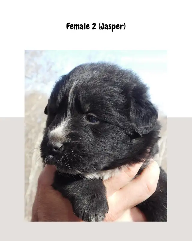 Lab x Australian Shepherd Puppies for Sale - Great Family Pets! in Dogs & Puppies for Rehoming in Vanderhoof - Image 8