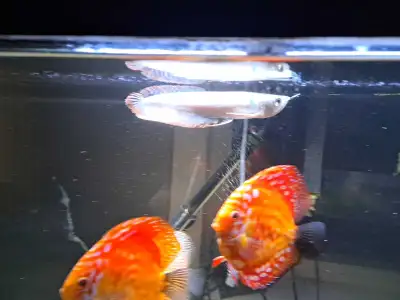 SOLD  - Silver Arowana, View more