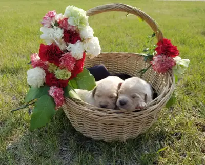Lovely Golden Labrador Retriever Puppies, View more