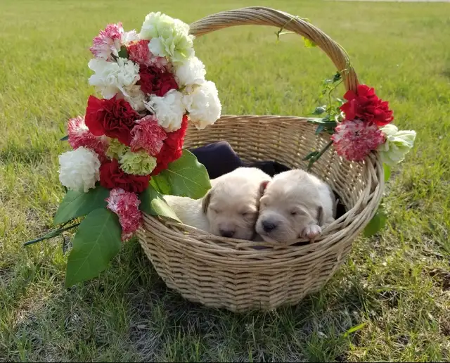 Lovely Golden Labrador Retriever Puppies in Dogs & Puppies for Rehoming in Winnipeg - Image 2