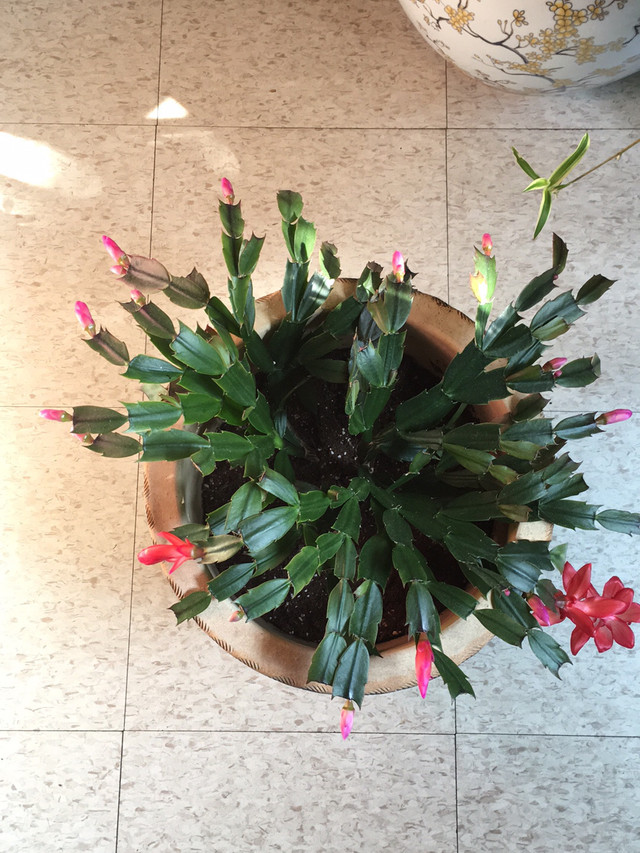 Large healthy Zygo cactus plant in clay pot with draining hole & in Plants, Fertilizer & Soil in London - Image 2