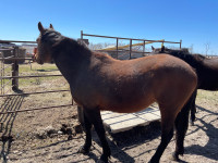 9 year old gelding 