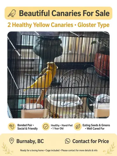 canaries for sale, View more