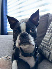 Boston Terrier 