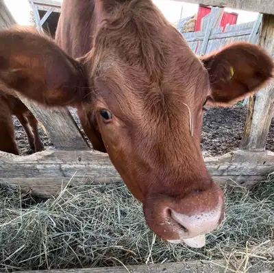 Grass-Fed Ground Beef for Sale We insure our cows grow in a happy and healthy environment that way t...