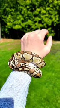 Ball python with enclosure and accessories