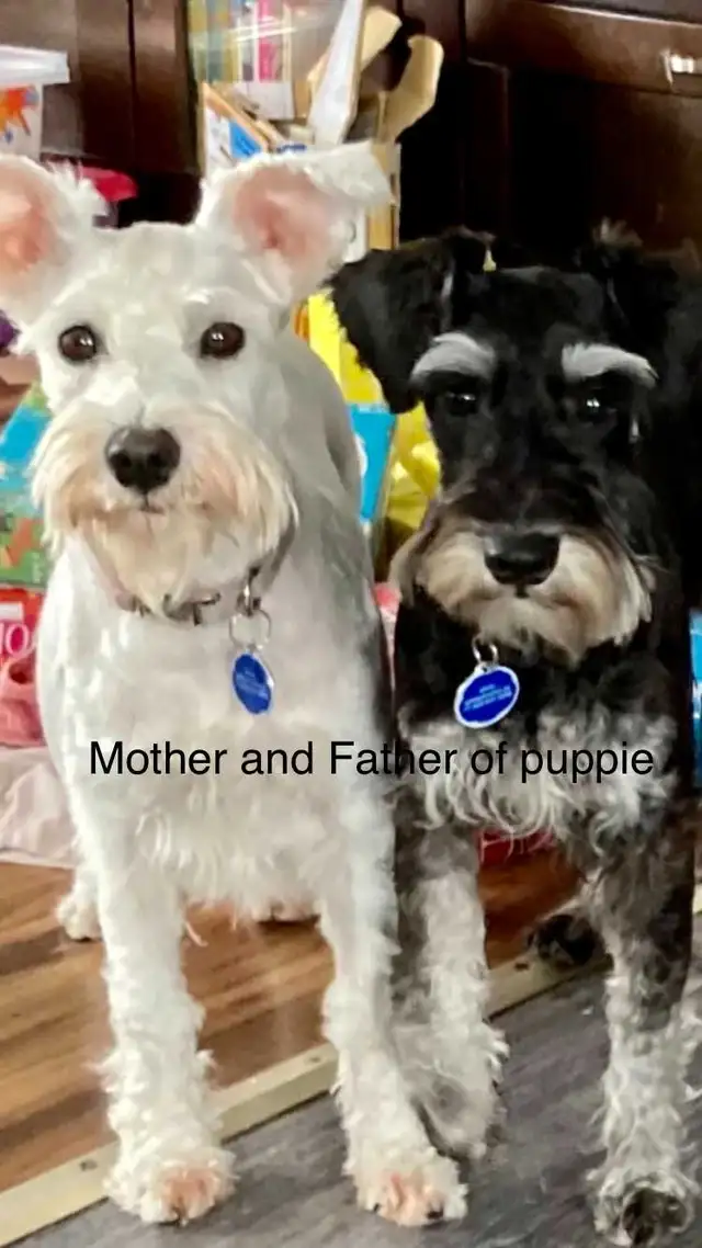 Pure Minature Schnauzer Puppies in Dogs & Puppies for Rehoming in Sudbury - Image 5