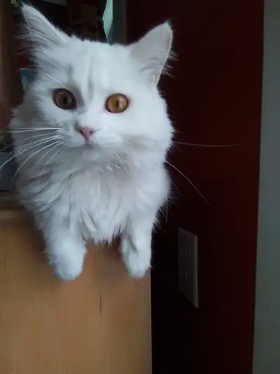 Je dois me départir de notre chatte persanne mix, pour raison de santé. Très bonne petite chatte, tr...