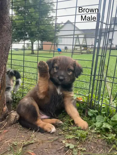 Shepherd Puppies - 3 left!, View more