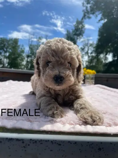 2 Beautiful females available! Mom and dad are our loving pet. They both are purebred- mom is papere...