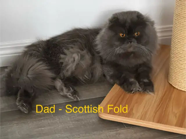 Scottish Fold/Straight kittens, 3 girls left - price inside in Cats & Kittens for Rehoming in Moncton - Image 11