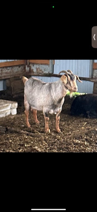 Female goat for sale