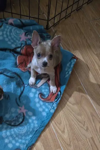 Samedi le 20 déc, à st Jérôme, pour vous faire choisir votre bb, View more