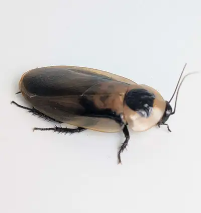 live discoid roaches, View more