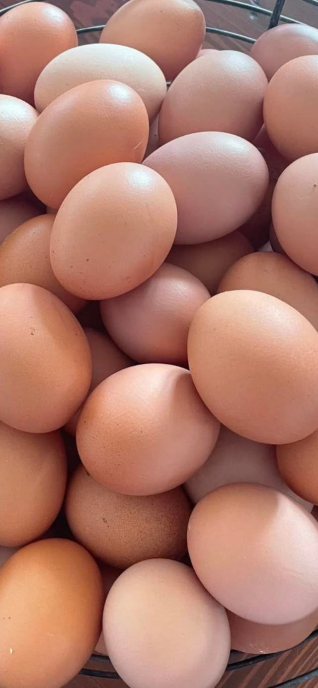 Farm fresh eggs64840240499459120