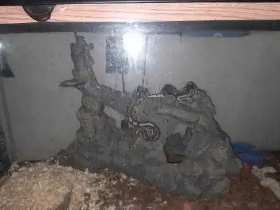 cinnamon Ball python, View more