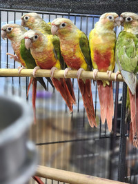 Pineapple Conure Pairs for Sale