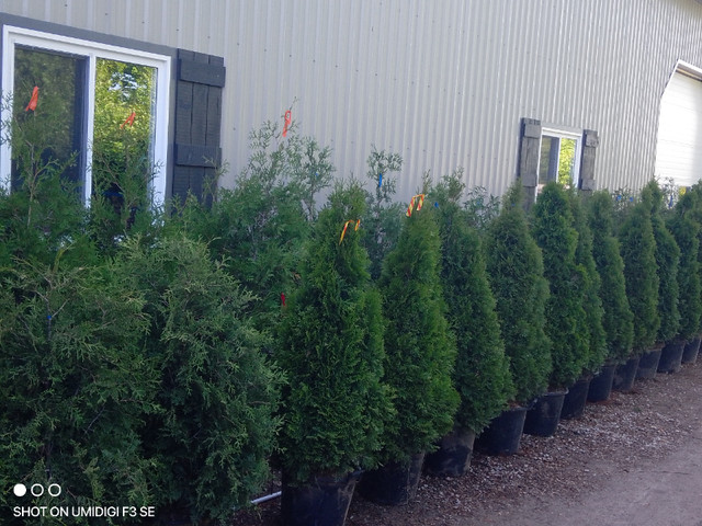 Trees and Hedging For Sale REASONABLE PRICES! in Plants, Fertilizer & Soil in Woodstock - Image 4