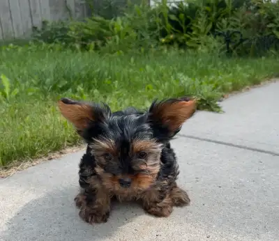 Yorkshire Terrier  Ready for a New Loving Home! , View more