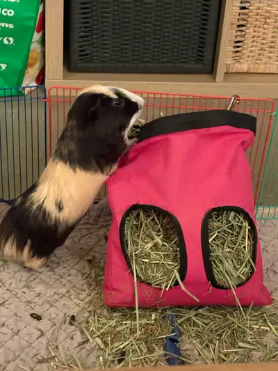 Guinea Pig Needs a Home, View more
