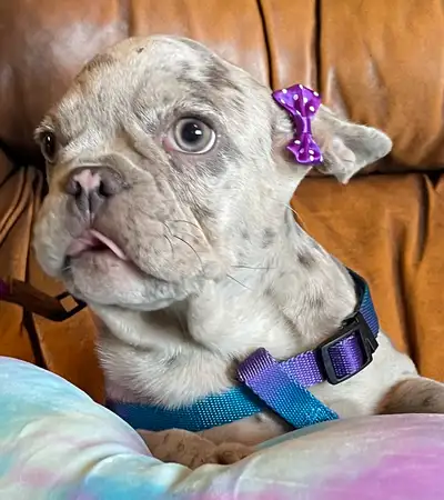 ❤️French Bulldog Puppies!!!❤️, View more