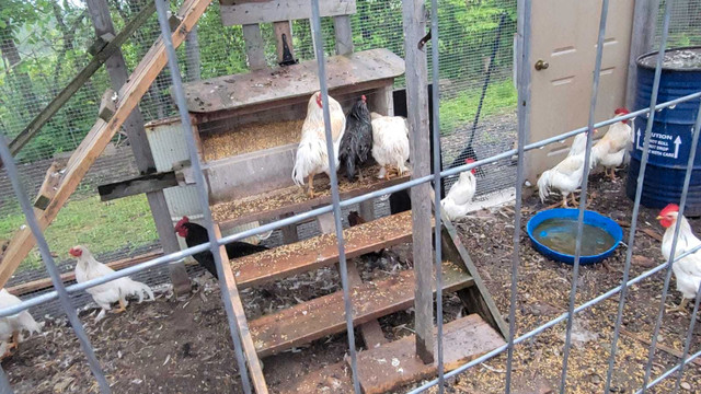 Free Range Organic Chickens in Livestock in Oakville / Halton Region - Image 2