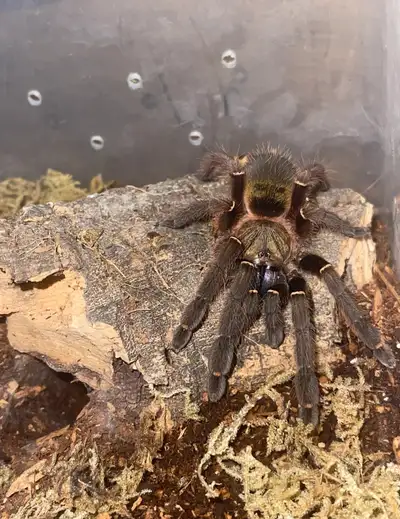 Tarantula for sale, View more