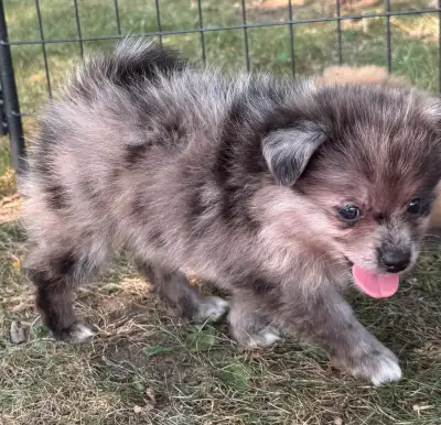 Ester - Purebred blue merle pomeranian puppy - female, View more