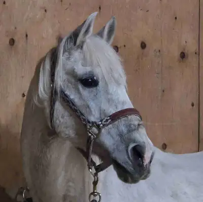 Great horse looking for a riding home or a companion home 1200$ will take trades Princess is 20 year...